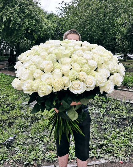 101 роза эквадор премиум цветы