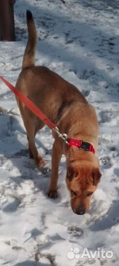 А Л Ь М Априучена к выгулу/охранница/знает команды