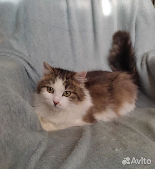 Кошка в дар