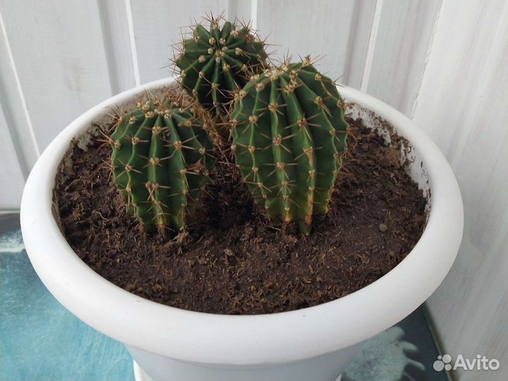 Кактус в офис