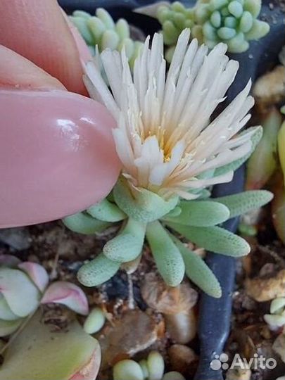 Суккуленты