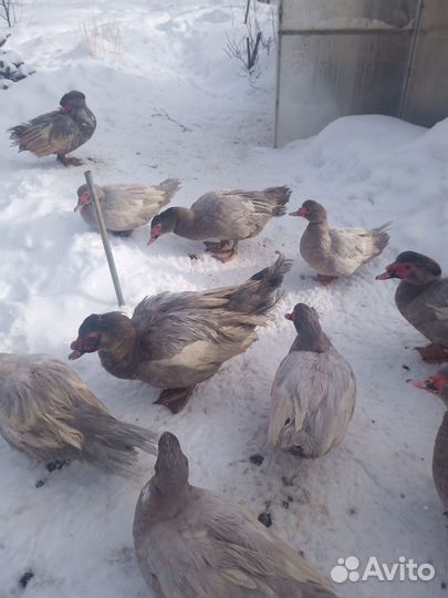 Индоутки (Мускусные утки) Серебро