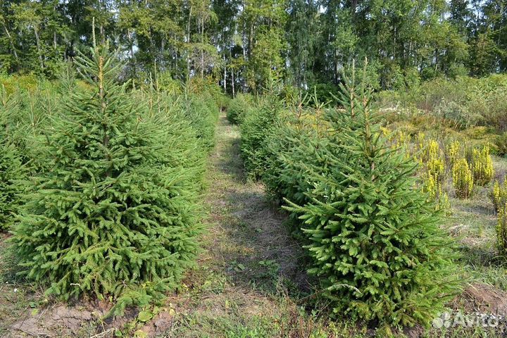 Ель Голубая из питомника с доставкой