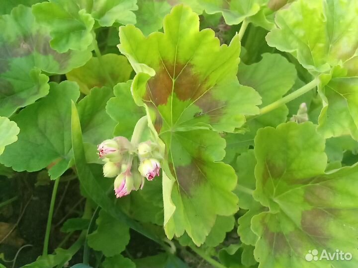 Пеларгония герань