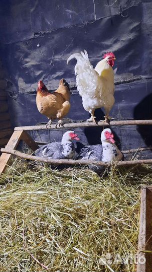 Куры петухи