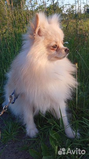 Немецкий шпиц