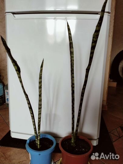 Тещин язык,золотой ус