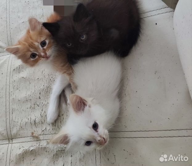 Котята
