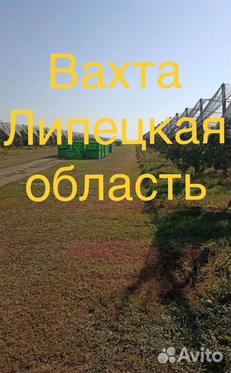 Работник на сбор яблок