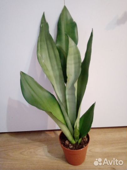 Сансевиерия муншайн