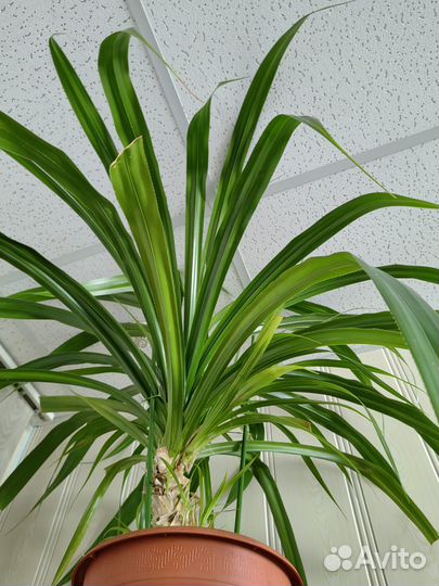 Большой комнатный цветок