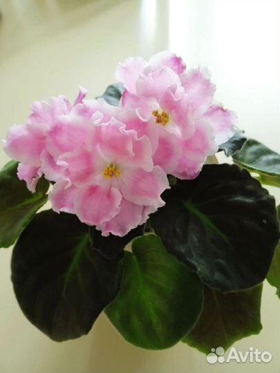 Детки сортовых фиалок