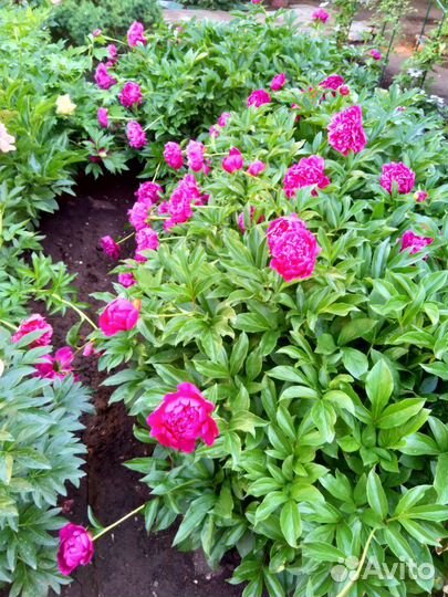 Корни пионов