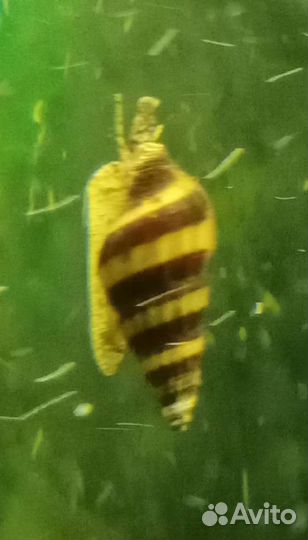 Улитка Хелена