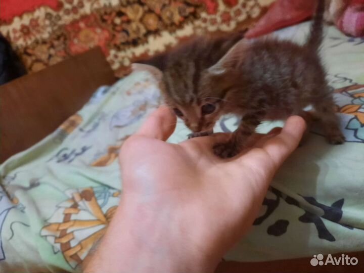 Отдам в добрые руки