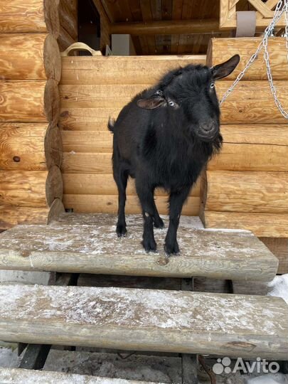 Карликовые козы кН25 в Нигерийском типе