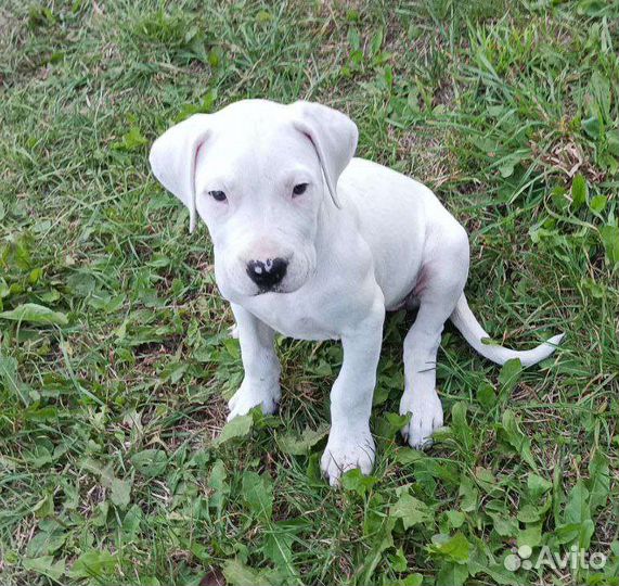 Щенки аргентинского дога