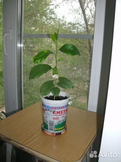 Лимон (лимонное дерево) растение в горшке