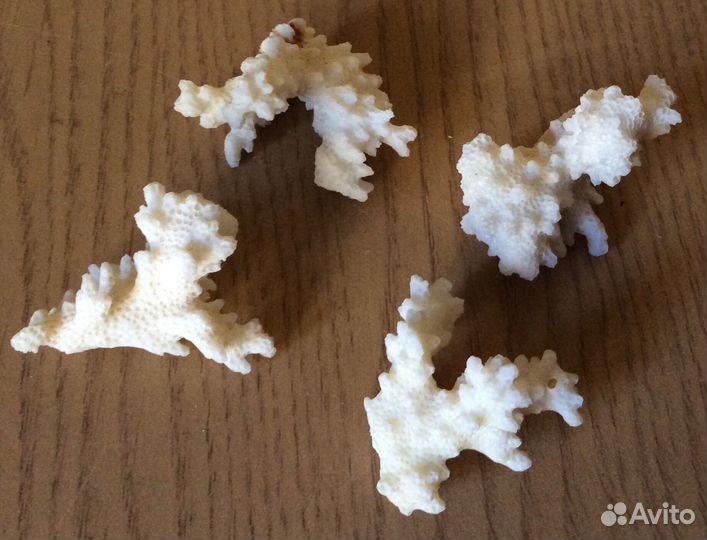 Коллекция ракушек