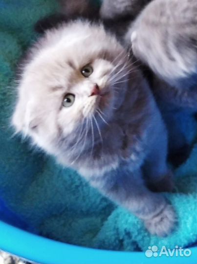 Красотка лиловая