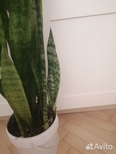 Сансевиерия