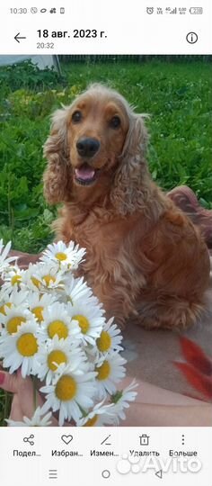 Щенок кокер спаниеля, без документов