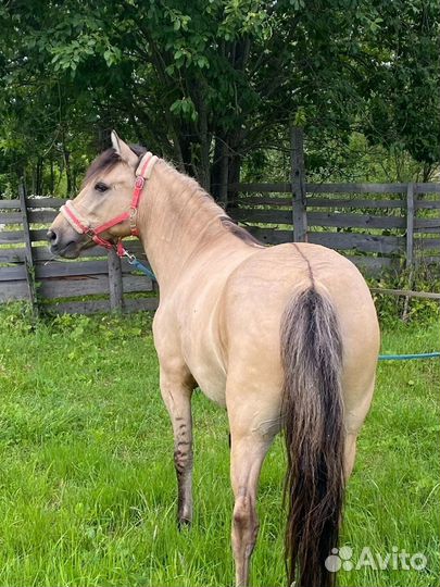 Кобыла под детей, 5 лет, 144вх