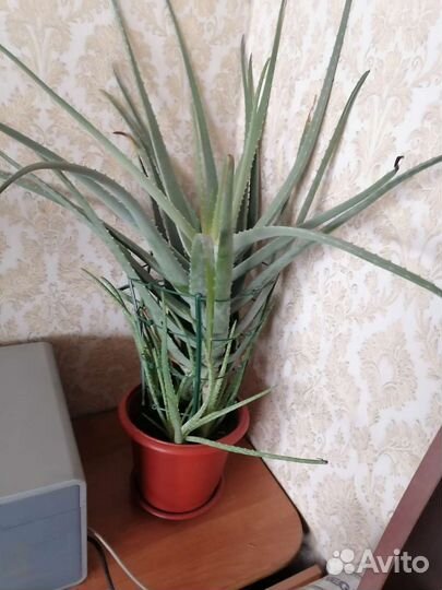 Алоэ вера большой