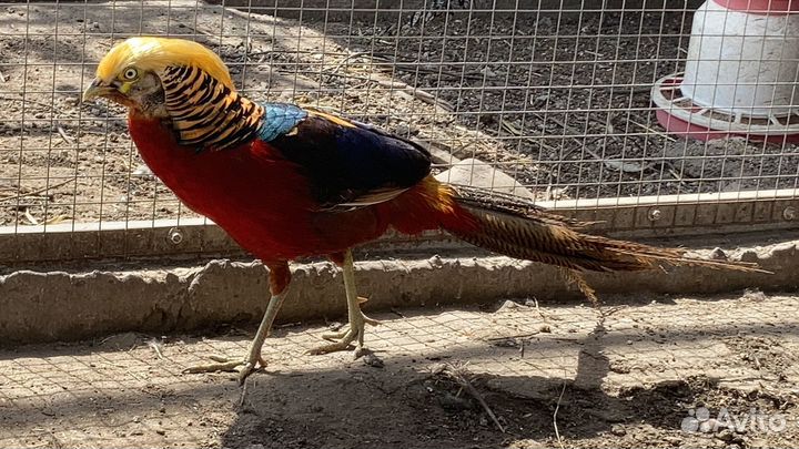 Фазан золотой,королевский,серебрян,алмазный,павлин