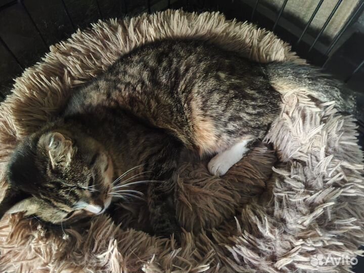 Не дают шанса