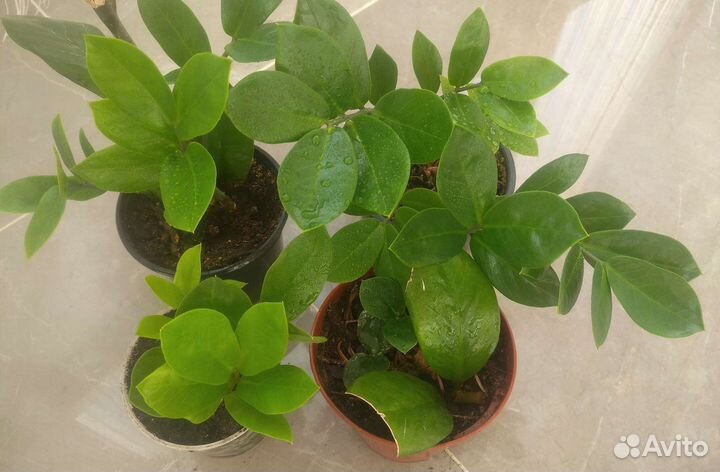 Замиокулькас