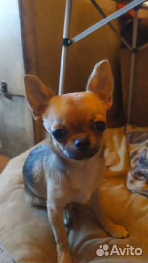 Чихуахуа мини девочка