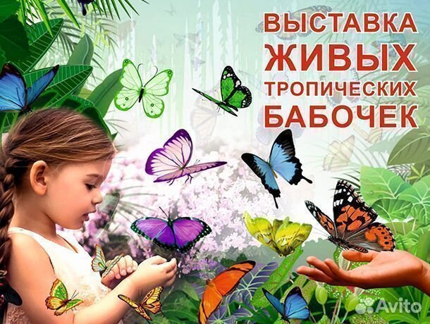 Франшиза Выставки Живых Тропических Бабочек