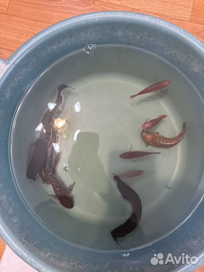 Аквариумные рыбки сомики