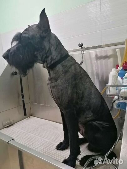 Ризеншнауцер вязка