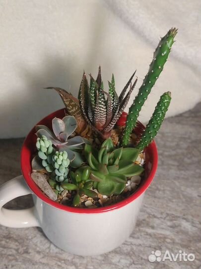 Кактусы и суккуленты