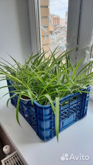 Хлорофитум пальма