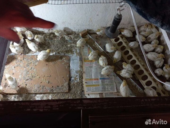 Перепела тушка или живой вес