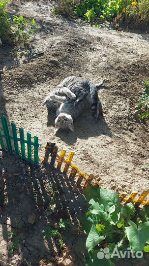 Котята в добрые руки мальчики