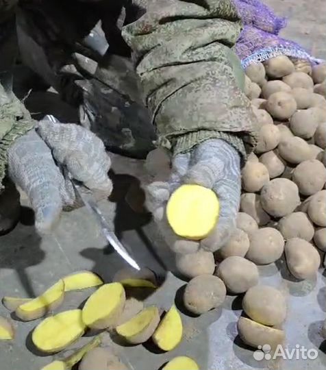 Картофель семенной (Гала,Коломбо,Ред Леди)