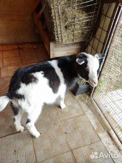 Дойная камерунская коза и камерунские козлики