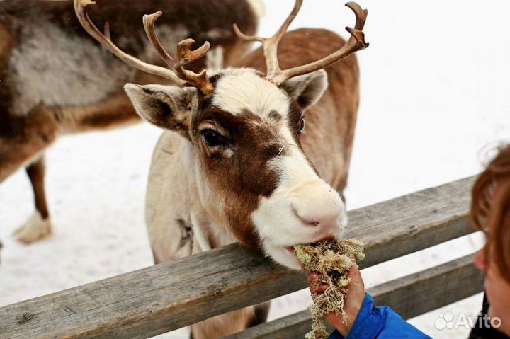 Тур на Север