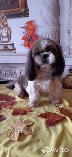 Груминг, стрижка собак