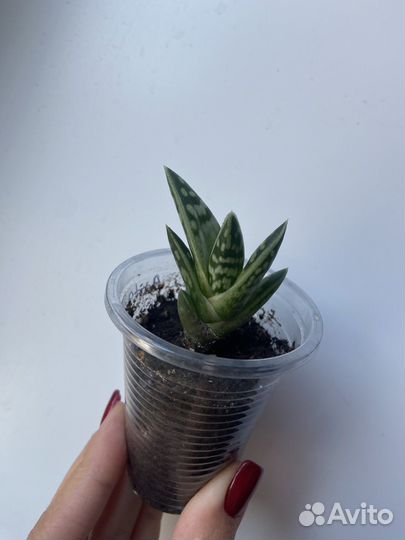 Суккуленты