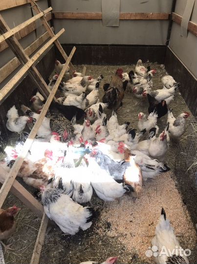 Домашние Цветные Петухи,Куры,Утки,Гуси,Кролики