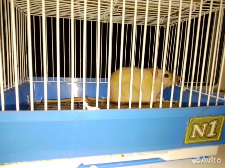 Крыса домашняя