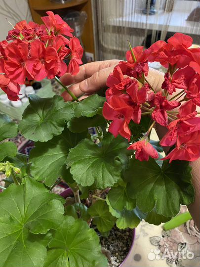 Пеларгония герань