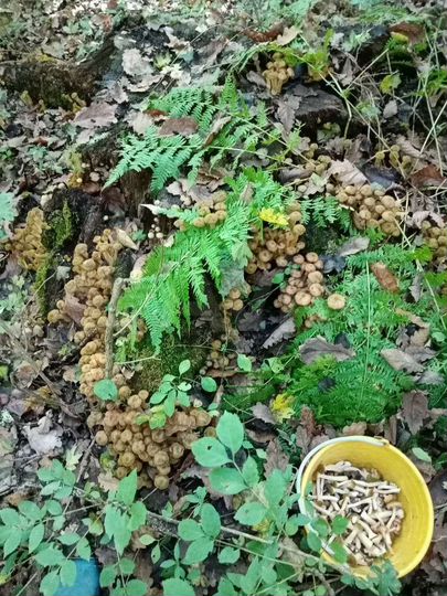 Участок 22 сот. (ИЖС)