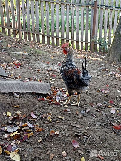 Петушки доминант