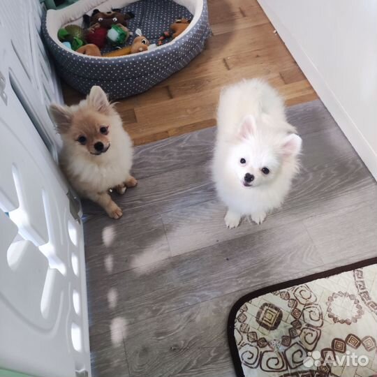 Шпиц мальчики и девочки